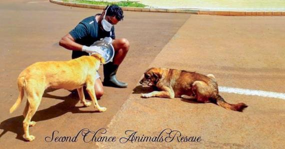 Sam et ses amis se donnent corps et âme pour secourir et soigner les animaux qu'ils croisent sur leur route.