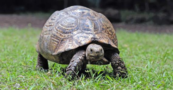Un environnement et une alimentation adaptés sont importants pour la bonne santé d'une tortue, nous dit le Dr Clara Bouillon.