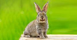 Une alimentation saine et équilibrée est très importante pour la bonne santé du lapin, nous dit le Dr Clara Bouillon.