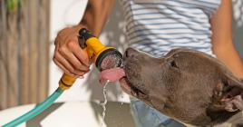 Lorsqu'il fait trop chaud, il est important de donner régulièrement à boire à votre animal de compagnie.